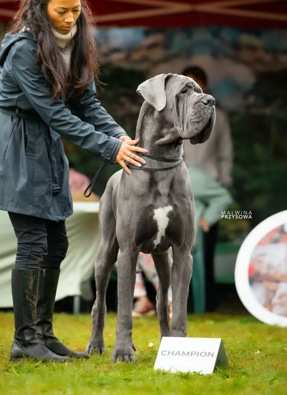 ULKAN Des Terres de Romandor · Dogue Allemand mâle Bleu · LOF 86328 · élevage AUGE CECILIA