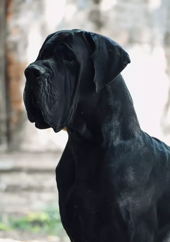 ULISES DE BATTHORY · Dogue Allemand mâle Noir · LOF 86576 · élevage GHACIRI NACIM