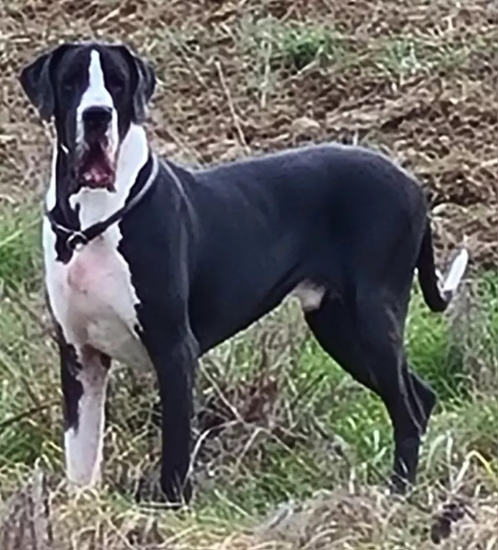 UBIWAN Du Haut Dagour · Dogue Allemand mâle Noir · LOF 86854 · élevage ITUARTE M & GASSIER P