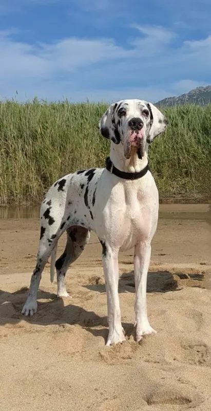 ULTIMA Du Haut Dagour · Dogue Allemand femelle Arlequin · LOF 86855 · élevage ITUARTE M & GASSIER P
