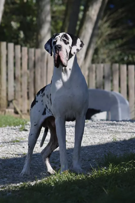 UNIMAK DE LA VALLEE ARGENTEE · Dogue Allemand mâle Blanc bigarré de noir · LOF 86995 · élevage BOITEAUX SONIA