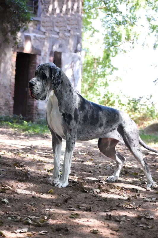 UPASANA De la Vallee Argentee · Dogue Allemand femelle Noire · LOF 86998 · élevage BOITEAUX SONIA