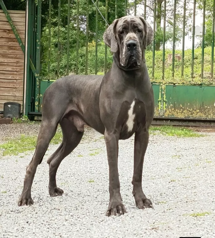 GUERRINO Modry Efekt · Dogue Allemand mâle Bleu · LOF 87337