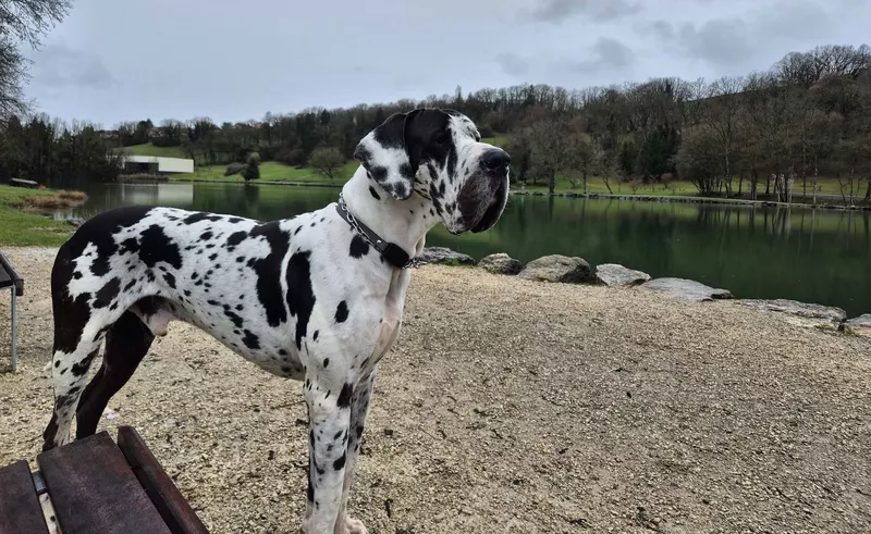 VOLKY Des Terres D'akna · Dogue Allemand mâle Blanc bigarré de noir · LOF 87419 · élevage POT STEPHANE & WOZNIAK SEGOLENE