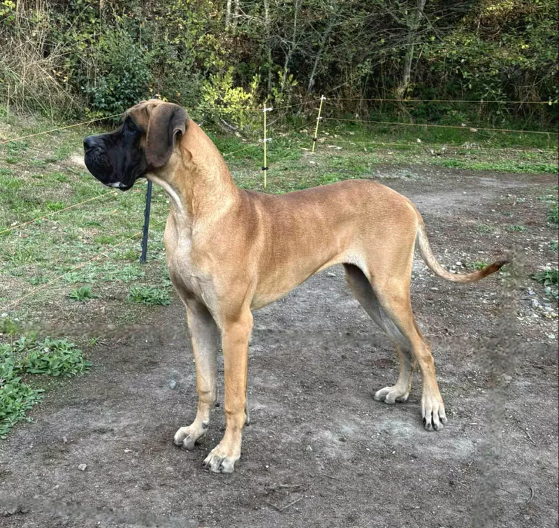 VALLAKIAN De Batthory · Dogue Allemand femelle Fauve · LOF 87716 · élevage GHACIRI NACIM
