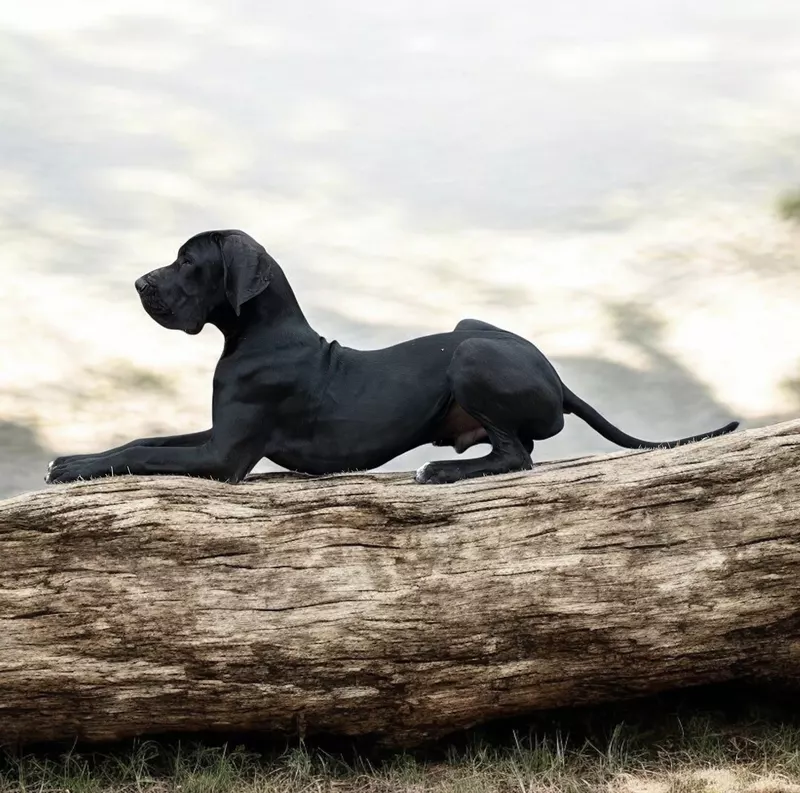 V' AMAZING MIDNIGHT C'era Una Volta · Dogue Allemand mâle Noir · LOF 87888 · élevage VARIN KARINE