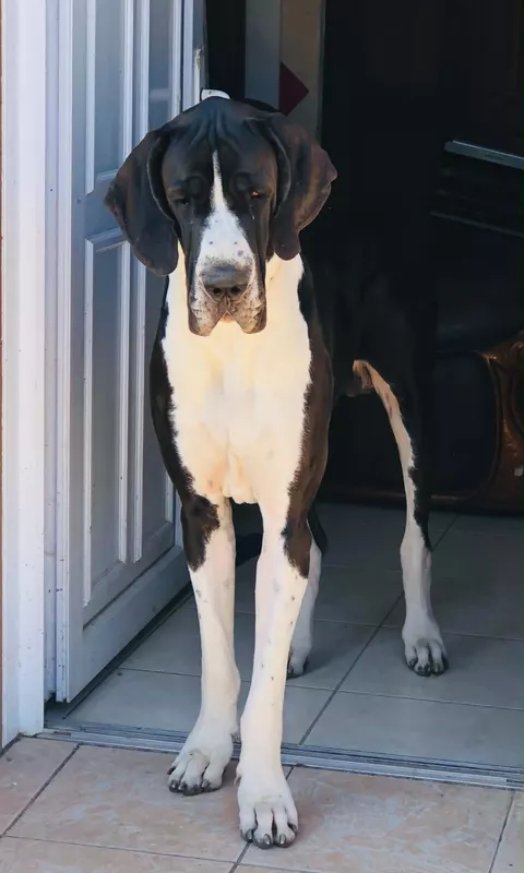 V' NARUTO IL BUONGUSTAIO C'era Una Volta · Dogue Allemand mâle Noir · LOF 87889 · élevage VARIN KARINE