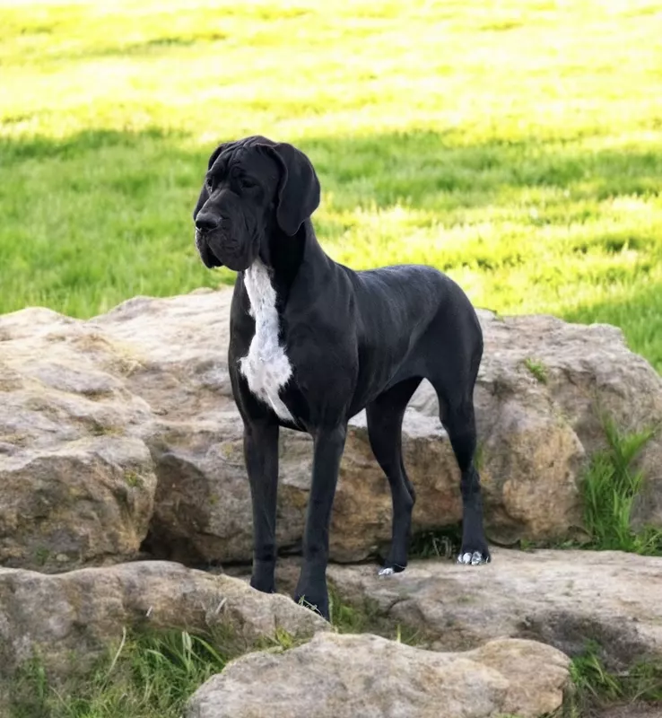 VERY BEAUTIFUL SAKURA C'era Una Volta · Dogue Allemand femelle Noire · LOF 87891 · élevage VARIN KARINE