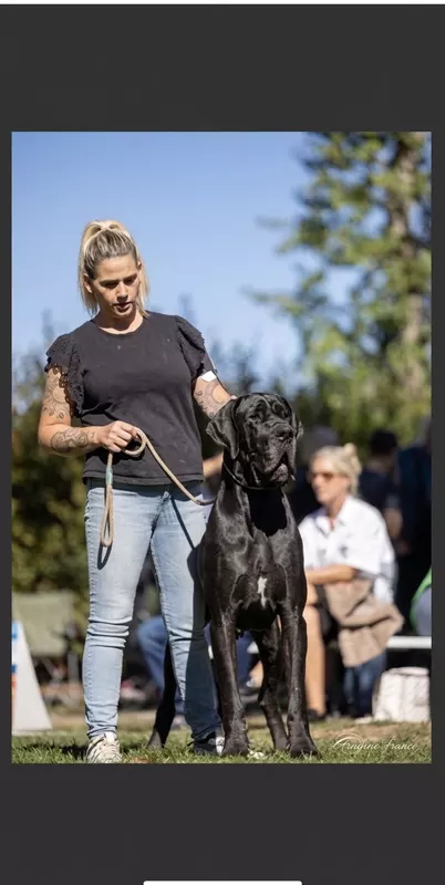 VICINIA Au Royaume de Leyla · Dogue Allemand femelle Noire · LOF 87941 · élevage MATHOREL STEPHANIE