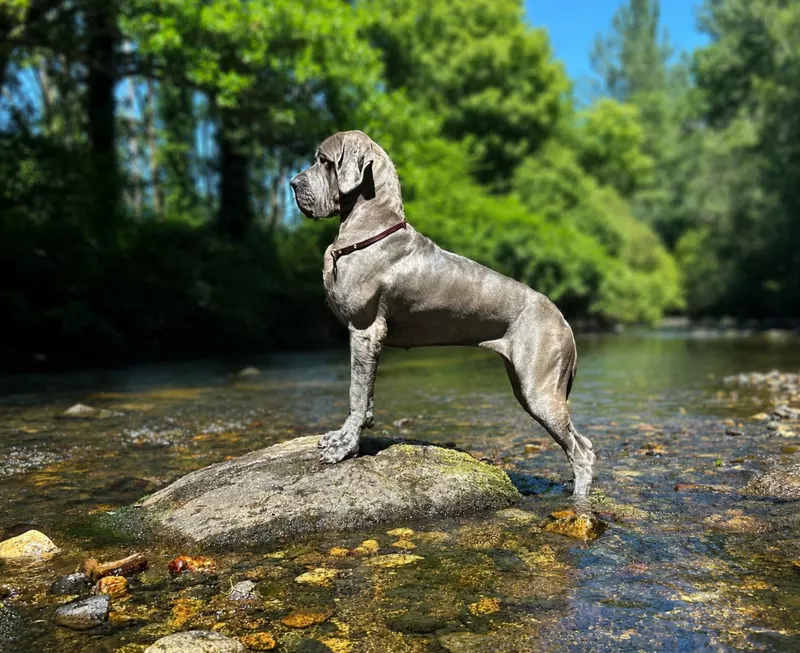 ADMIRE MOON DES SOURCES DU GRAND DOLMEN · Dogue Allemand femelle Bleu · LOF 87949 · élevage Confidentiel
