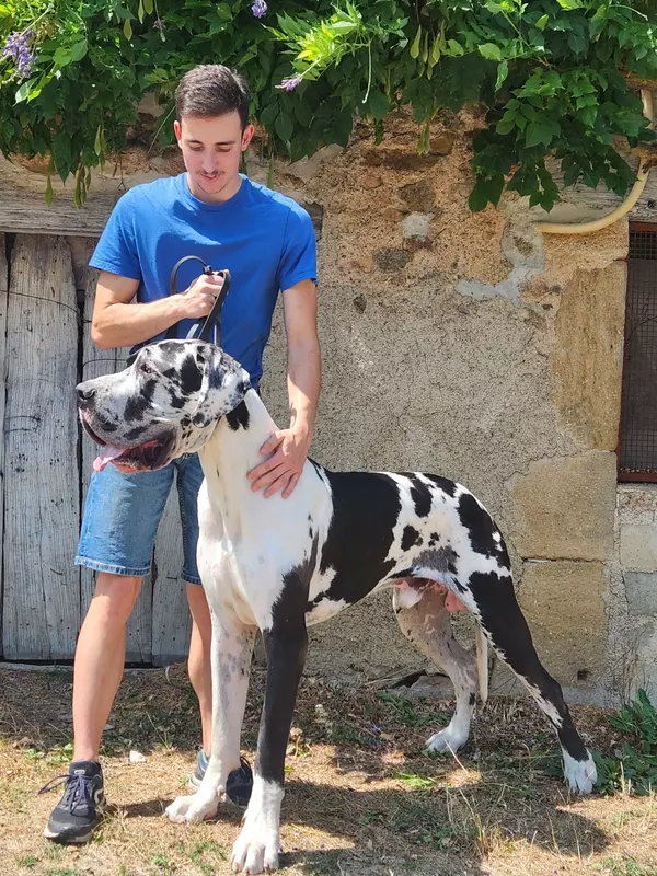 AZZARO DES GARDIENS DE PRAILLES · Dogue Allemand mâle Blanc bigarré de noir · LOF 88146 · élevage COMBES MARIE-LAURE & M. DI BILIO CEDRIC