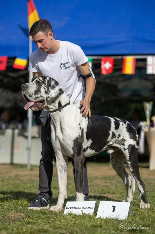 AZZARO DES GARDIENS DE PRAILLES · Dogue Allemand mâle Arlequin · LOF 88146 · élevage COMBES MARIE-LAURE & M. DI BILIO CEDRIC