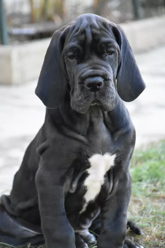 ADDICT DE LA PLAINE JURASSIENNE · Dogue Allemand mâle Noir · LOF 88192 · élevage BOY GARNIER MARLENE & CHRISTOPHE