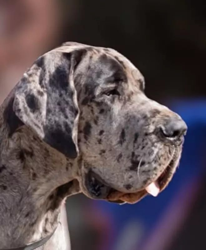 ANGELE DES ZAMOURS DE CAUX · Dogue Allemand femelle Gris bigarré de noir · LOF 88340 · élevage LES ZAMOURS DE CAUX