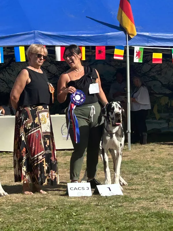 ARWEN DE LA COMTE D'EREBORE · Dogue Allemand femelle Blanc bigarré de noir · LOF 88459 · élevage DE LA COMTÉ D'EREBORE