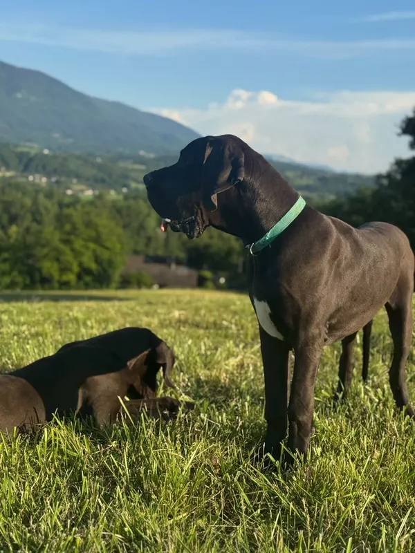 AEMOND DE LA COMTE D'EREBORE · Dogue Allemand mâle Noir · LOF 88463 · élevage DE LA COMTÉ D'EREBORE