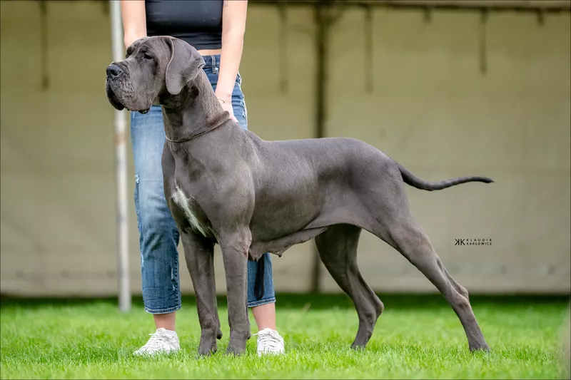 GRAZIA MODRY EFEKT Modry Efekt · Dogue Allemand femelle Bleu · LOF 87418 · élevage Non renseigné
