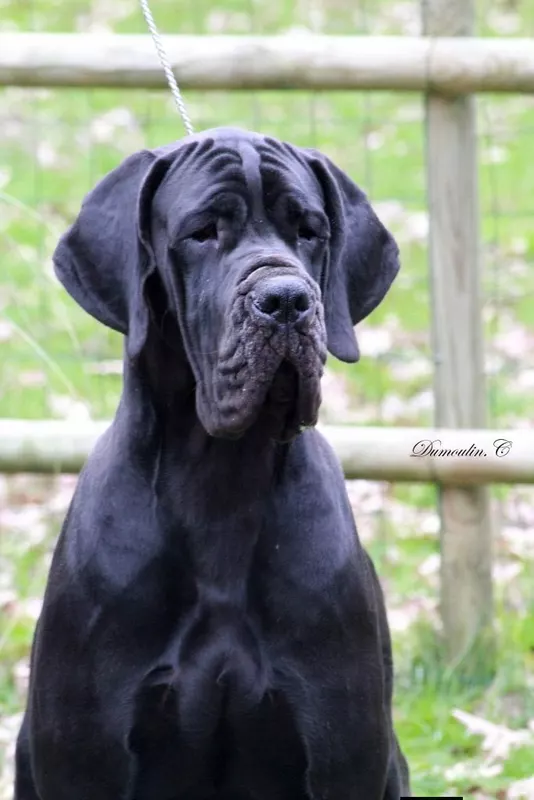 UCRECE DU DOMAINE DE KALKIS · Dogue Allemand · LOSH 01339199 · élevage M. TSOKOS Dimitri