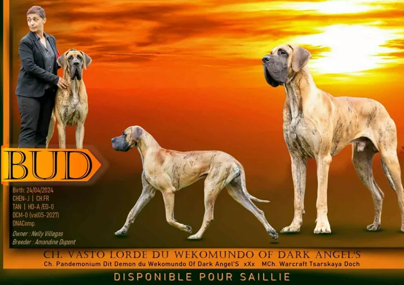 VASTO LORDE DU WEKOMUNDO OF DARK ANGEL'S · Dogue Allemand mâle Bringé · LOF 87278 · élevage DUPONT AMANDINE & ISABELLE