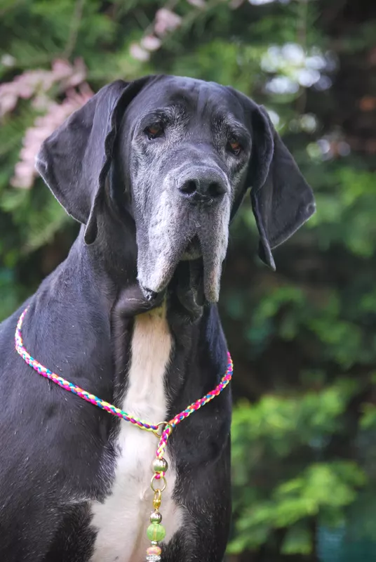 NOUNA DES TERRES DE BEAULIEU · Dogue Allemand femelle Noir · LOF 80414 · élevage VERE MARGOT