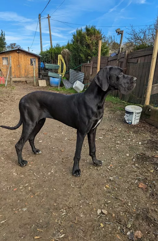 TAURIEL DE LA CALA DEL LEONE · Dogue Allemand · LOI 23/44525 · élevage M. ANGIOLI Emiliano