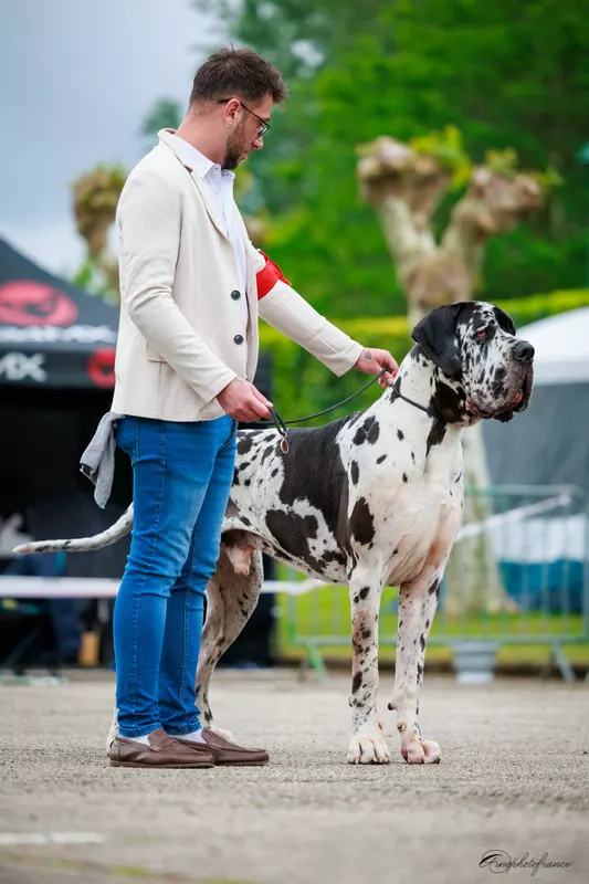 UNTER DE VALAVERGNY · Dogue Allemand · LOF 87022 · élevage Mme LELEUX Céline
