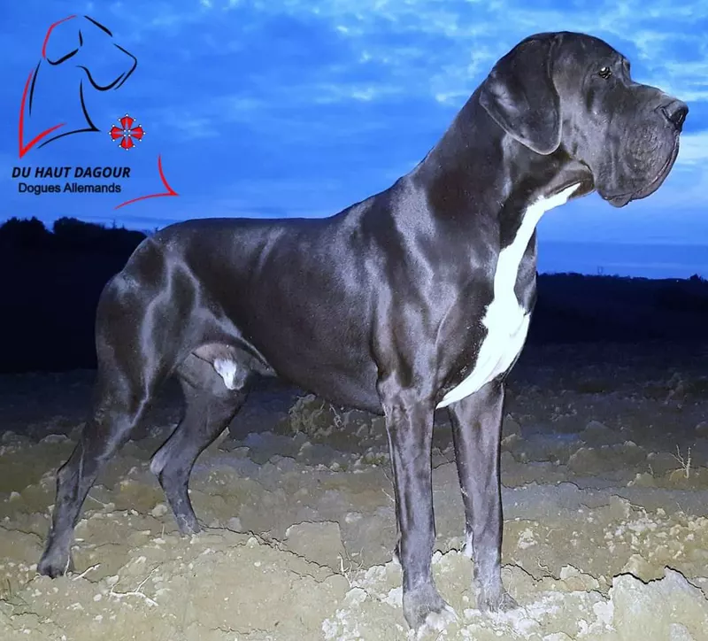 Ibanez d'Omaha Dog d'Omaha Dog · Dogue Allemand mâle Noir · LOF 75873 · élevage Pierre GASSIER