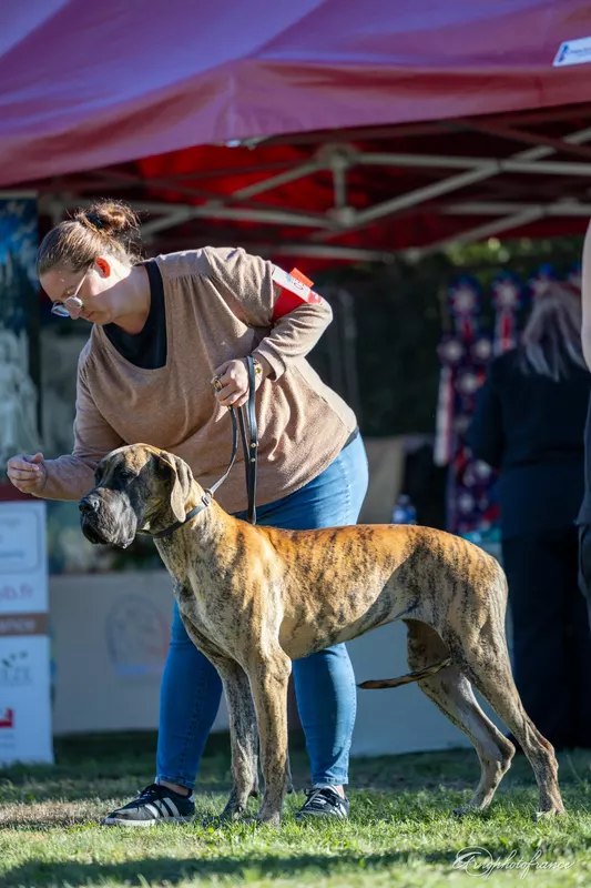 BOUH DES ZAMOURS DE CAUX · Dogue Allemand femelle Bringé · LOF 88663 · élevage Mme FRANK Christelle