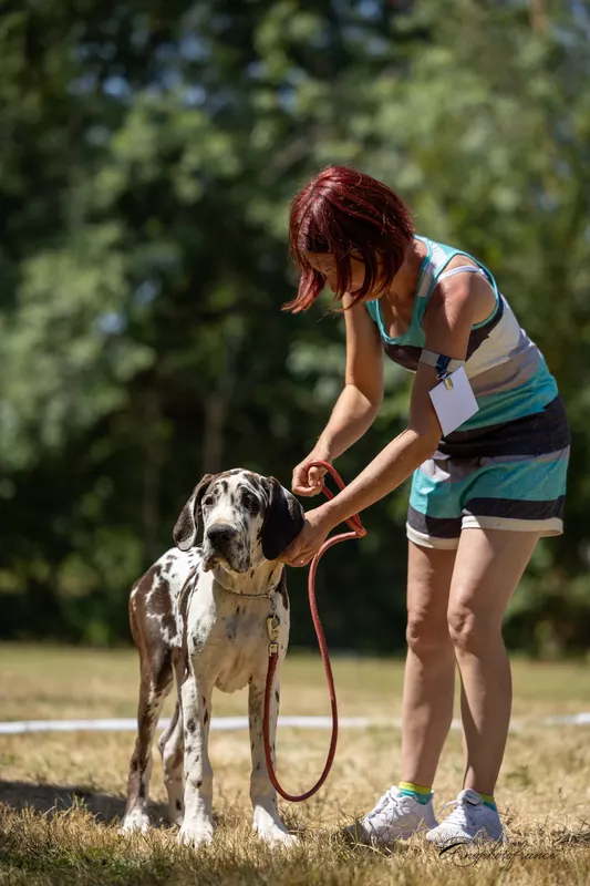 BAD ROMANCE AU ROYAUME DE LEYLA · Dogue Allemand femelle Blanc bigarré de noir · LOF 88740 · élevage Mme M. MATHOREL Stéphanie / JOLIS Guillaume