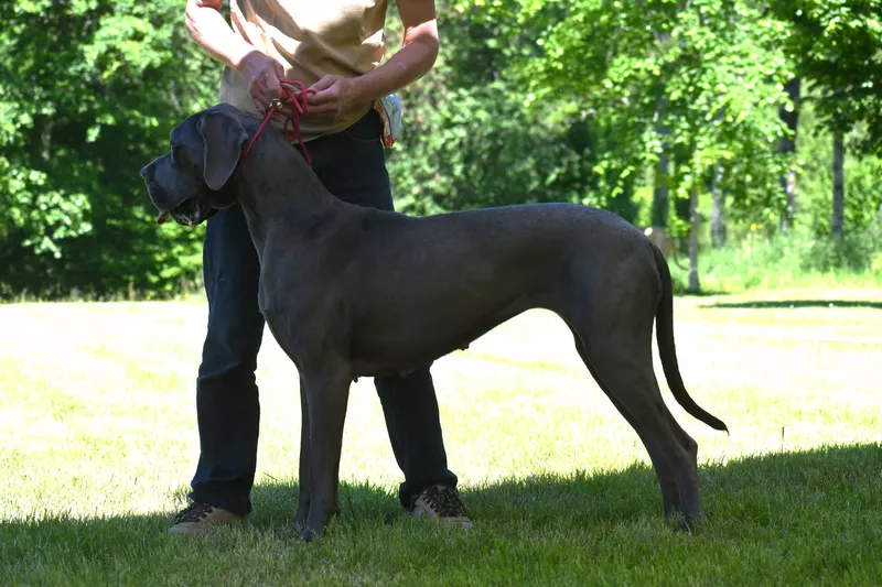 XEBRA DOMAINE DES APOLLONS · Dogue Allemand femelle Bleu · LOF 88641