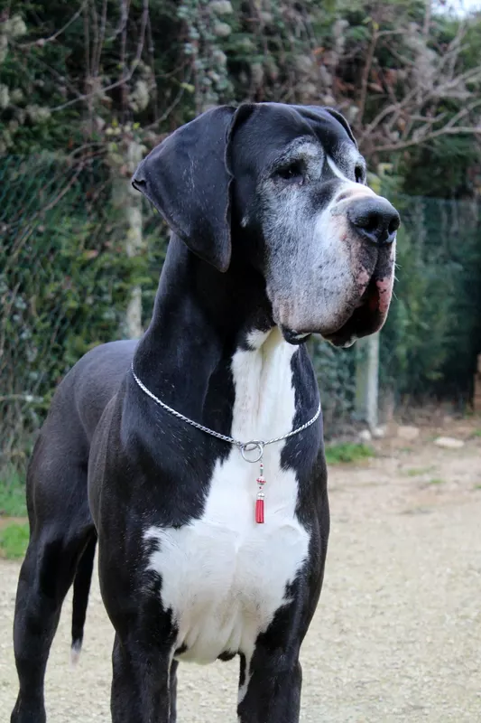 GARCILASO D'iskandar · Dogue Allemand mâle Noir · LOF 74147 · élevage GATTEGNO D/C