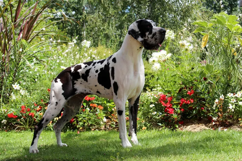 HAWAI Du Temple Sacre D'heloise · Dogue Allemand femelle Noire · LOF 74385 · élevage MONNIN ELISABETH