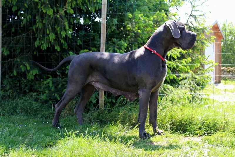 HAPHRODITE De la Prairie des Fees · Dogue Allemand femelle Bleue · LOF 74967 · élevage JOUBERT MARYSE