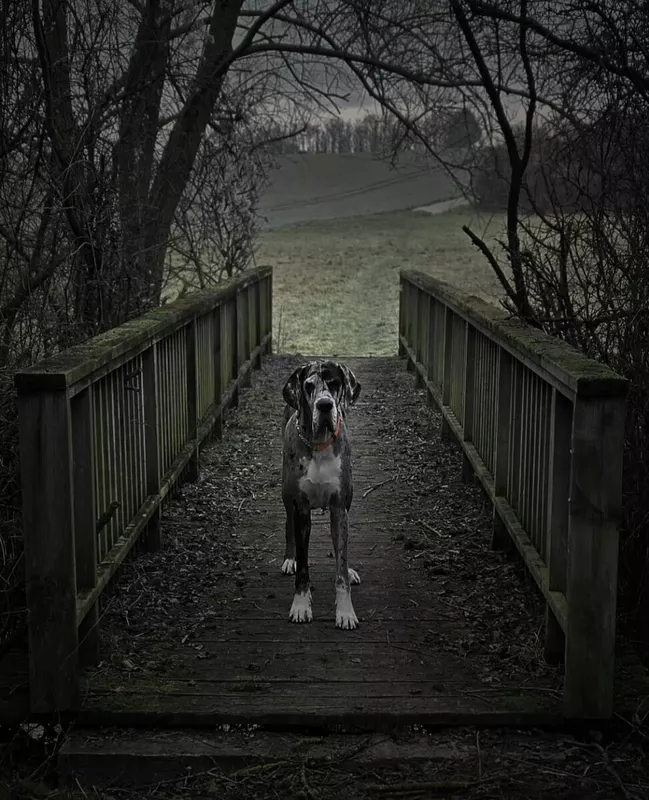 TIPLEE · Dogue Allemand femelle Gris bigarré de noir · LOF 85811 · élevage RATOUCHNIAK THIERRY
