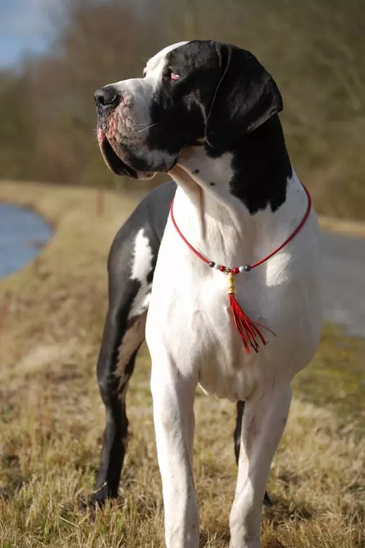 LANCELOT DES PERLES D'APHRODITE · Dogue Allemand mâle Blanc bigarré de noir · LOF 77966 · élevage BONTE MELANIE & THOMAS