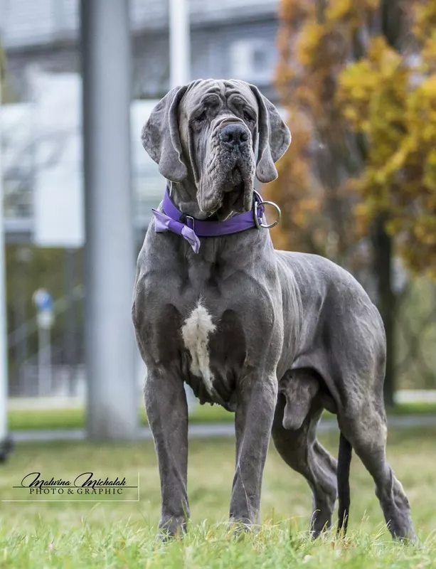 EVANGEL-LION-B DELLA BAIA AZZURRA Della Baia Azzurra · Dogue Allemand mâle Bleu · LOF 77275 · élevage Non renseigné