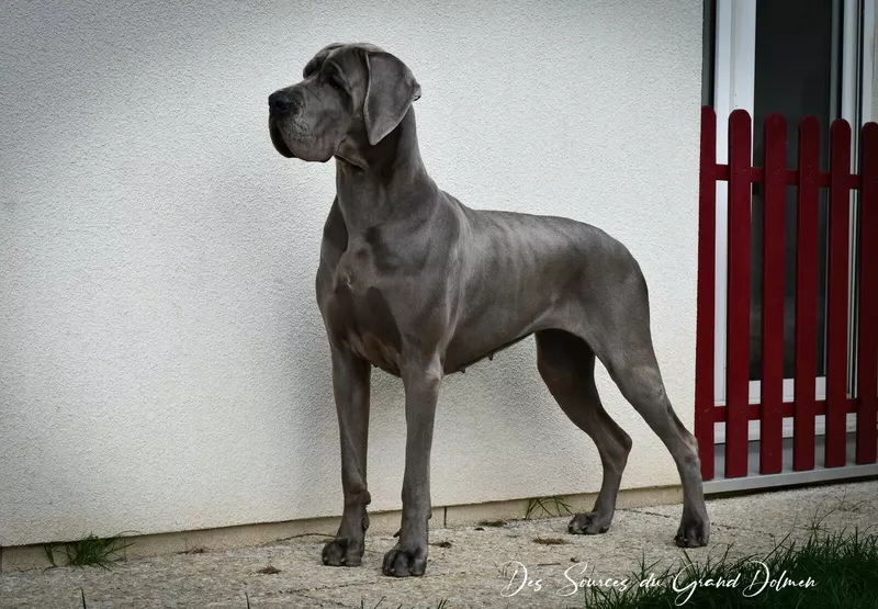 ANNIK-B DU CUIR D'ARABIE Du Cuir D'arabie · Dogue Allemand femelle Bleu · LOF 85826 · élevage Non renseigné