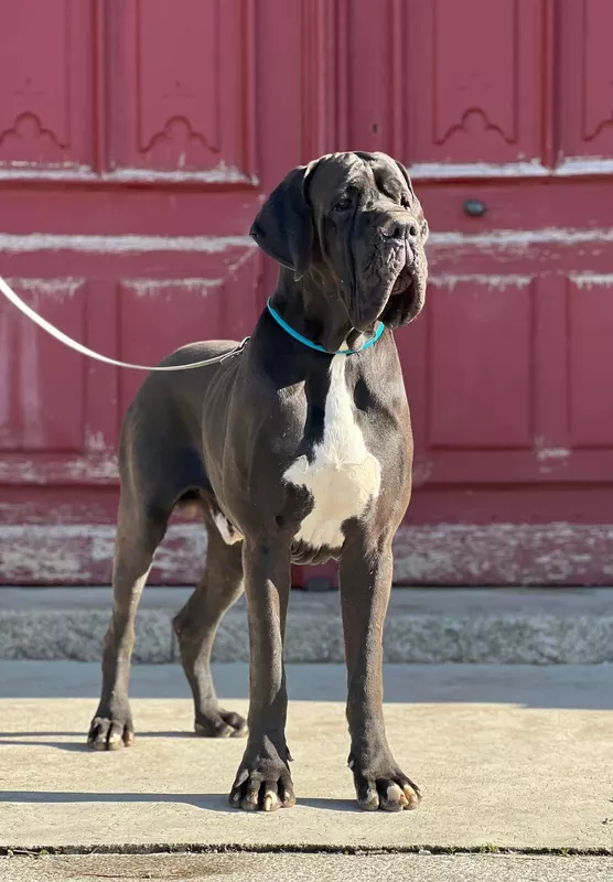 THIRAN DE LA BENJAMINE · Dogue Allemand mâle Noir · LOF 85938 · élevage MAUNDER PORTRON VERONIQUE