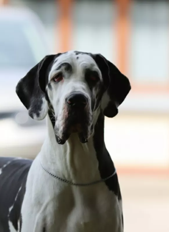 SERVANE DES BLACK DOGS OF GO SPIRIT · Dogue Allemand femelle Blanc bigarré de noir · LOF 84769 · élevage BOUSSEMART GERALDINE