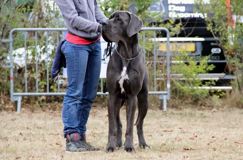 LOVANA D'hoszelee · Dogue Allemand femelle Bleue · LOF 78249 · élevage ZEMAN EMMA
