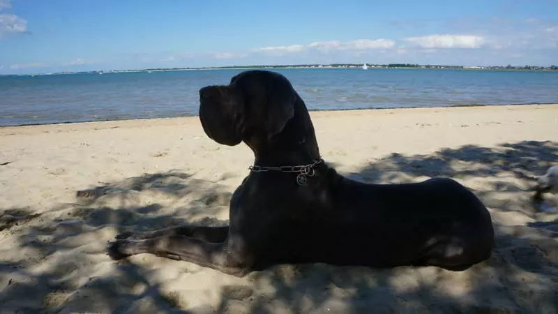 DANTES DE MONTECRISTO DELLA BAIA AZZURRA · Dogue Allemand · LOI 12/41571 · élevage M. DONATI Patrizio