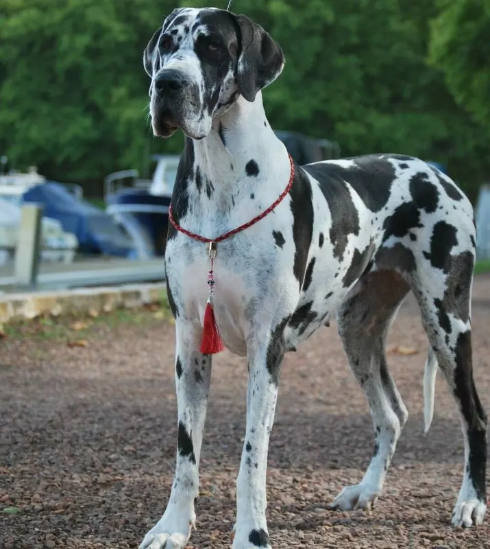 R'MIONE DU DOMAINE DU RUPT DE MAD · Dogue Allemand femelle Blanc bigarré de noir · LOF 83433 · élevage DREUMONT VALERIE