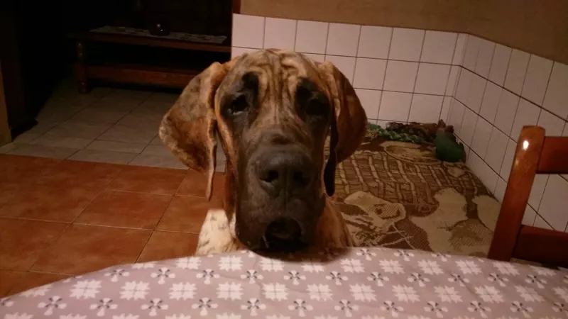 PHEAKDEI DU WEKOMUNDO OF DARK ANGEL'S · Dogue Allemand femelle Bringé · LOF 82478 · élevage DUPONT AMANDINE & ISABELLE
