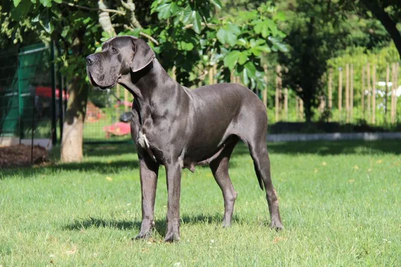 MAUVE D'hoszelee · Dogue Allemand femelle Bleue · LOF 79489 · élevage ZEMAN EMMA