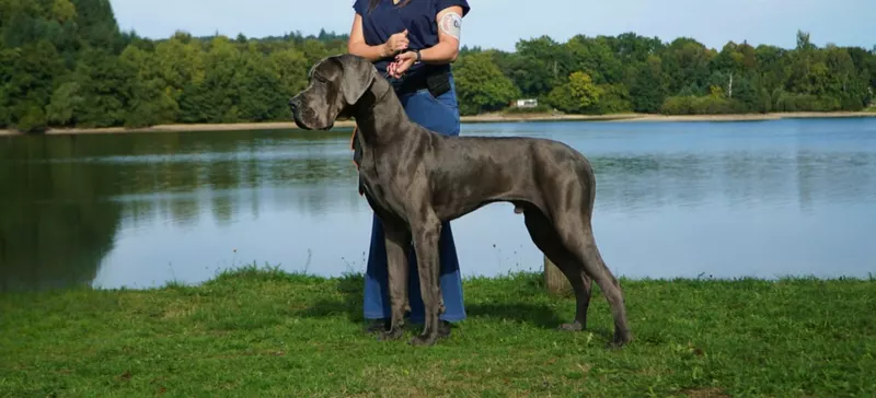 VIP XAVJEE DE DOGOKO · Dogue Allemand · LOE 2738381 · élevage Mme AGUADO MIRON Sonia