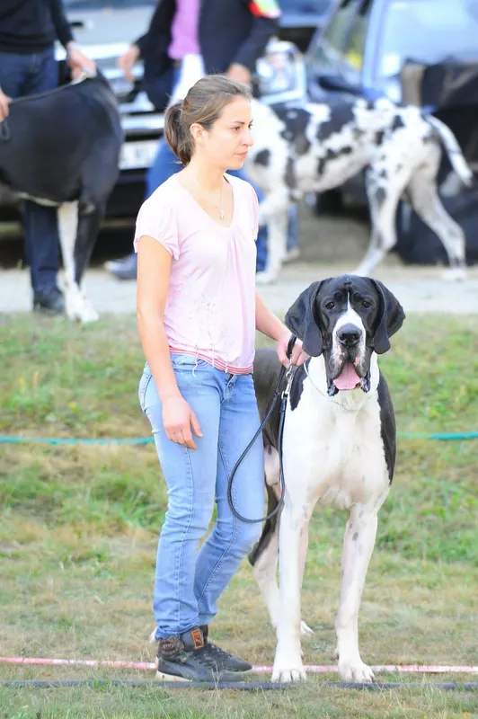 NOUBA D'hoszelee · Dogue Allemand mâle Noir · LOF 80364 · élevage ZEMAN EMMA