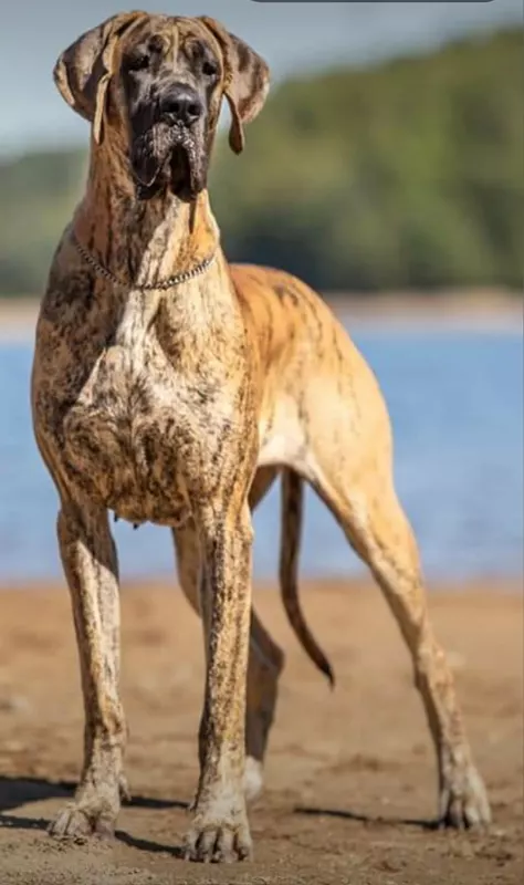 NATSUMI Du Val de Celle · Dogue Allemand femelle Bringée · LOF 80375 · élevage BOULANGER SYLVAIN