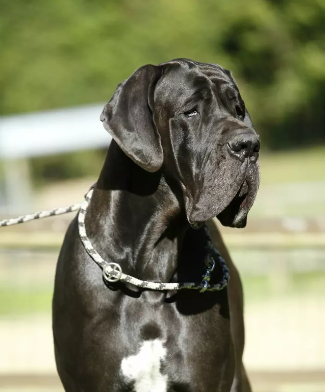 TENEBRE De la Benjamine · Dogue Allemand femelle Noire · LOF 86369 · élevage MAUNDER VERONIQUE