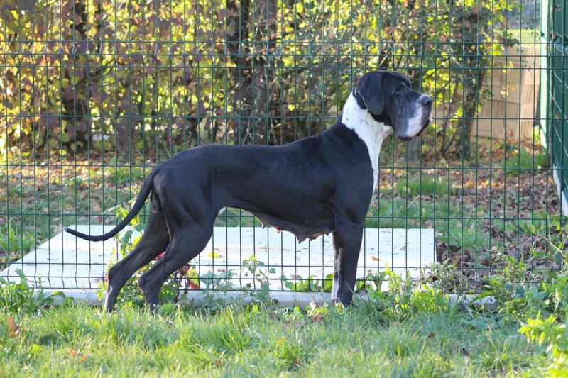 NELL D'hoszelee · Dogue Allemand femelle Noire · LOF 80539 · élevage ZEMAN EMMA