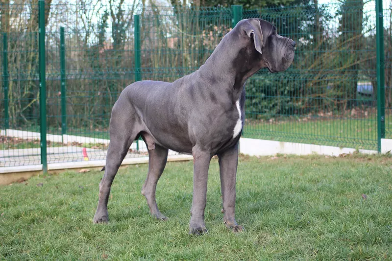 NESTOR D'hoszelee · Dogue Allemand mâle Bleu · LOF 80919 · élevage ZEMAN EMMA
